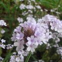 Verbena rigida 'Polaris' fleur